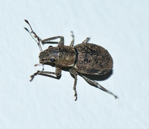 Naupactus cervinus